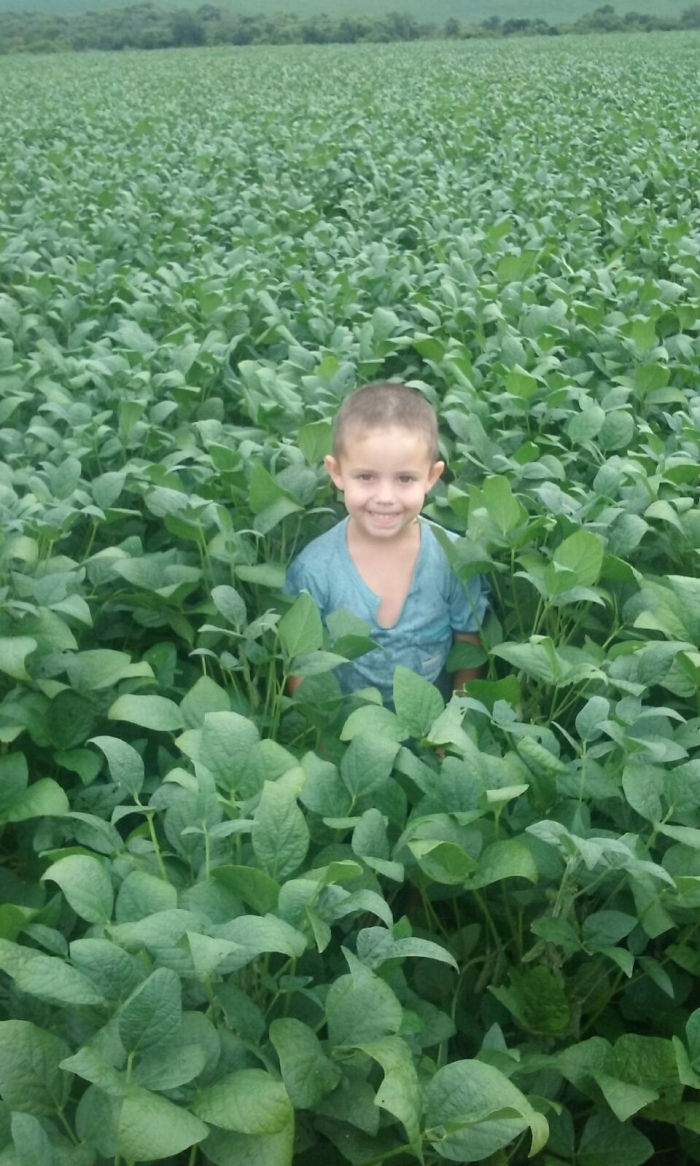 Imagem do dia - Artur na lavoura de soja em Coronel Barros (RS). Enviado pelo Técnico Agrícola Matias Raimann