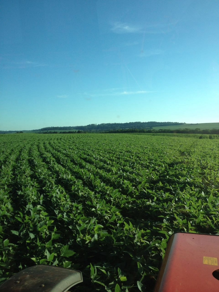 Imagem do dia - Lavoura de soja em Mercedes (PR), da família Zanelato