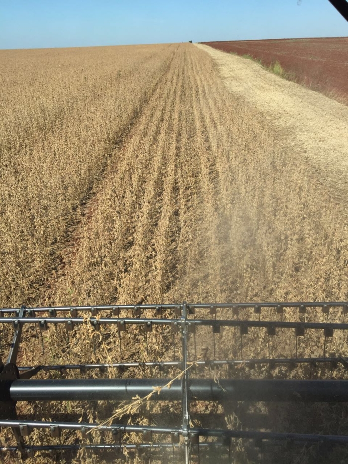 Imagem do dia - Colheita de soja safrinha em Santa Rita (PY), do produtor Valdemar Weinheimer