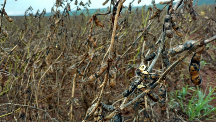 Imagem do dia - Prejuízos na lavoura de soja em Quinta do Sol (PR)