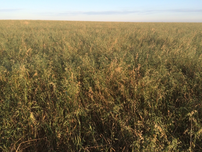 Imagem do dia - Cobertura de solo com aveia preta, para semeadura da soja em Santa Bárbara do Sul (RS). Envio do  Engenheiro Agrônomo Luís Eduardo Gehrke