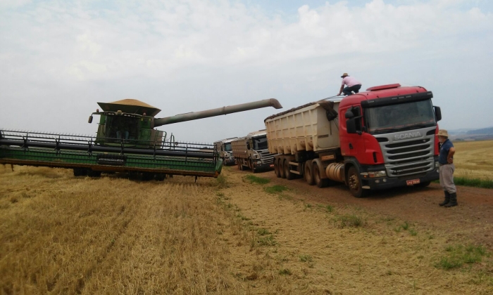 Imagem do dia - Colheita de trigo em Bom Sucesso do Sul (PR). Enviado Ivan Dranka