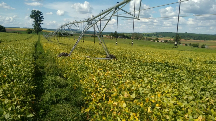 Imagem do dia - Lavoura de soja em Alfenas (MG). Enviado pelo Engenheiro Agrônomo Luiz Neto