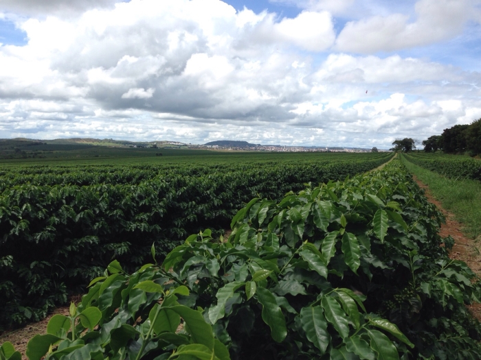 Imagem do dia - Lavoura de café em Patrocínio (MG). Enviado pela Engenheira Agrônoma Juliana Jabur
