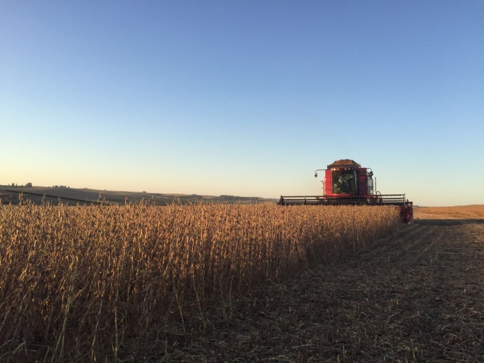 Imagem do dia - Colheita de soja em Passo Fundo (RS), do produtor Felipe Badotti