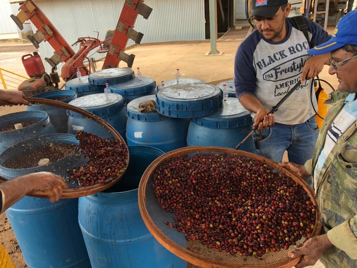 Fermentação Controlada - Ricardo Minoro