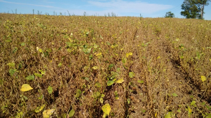Imagem do dia - Lavoura de soja em Mangueirinha (PR), propriedade de Daniel Rosa