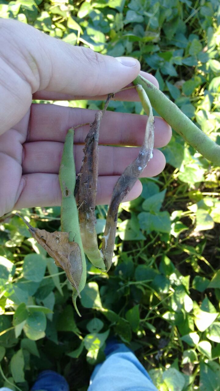 Imagem do dia - Mofo branco na lavoura de feijão em Bom Sucesso do Sul (PR). Enviado pelo Engenheiro Agrônomo Ângelo Simonato