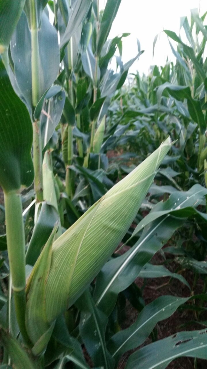 Imagem do dia - Lavoura de milho safrinha em Nova Tebas (PR), do produtor Vinicius Costa