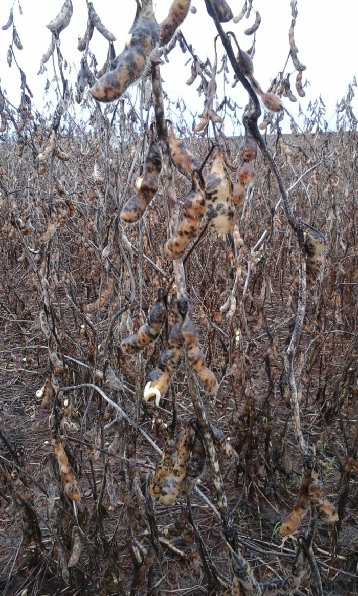 Imagem do dia - Lavoura de soja em Ivatuba (PR)