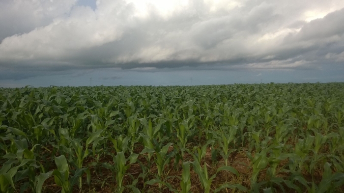 Imagem do dia - Lavoura de milho safrinha em Jataí (GO). Enviado pelo Engenheiro Agrônomo Hildo Antônio