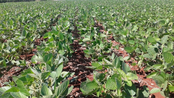 Imagem do dia - Lavoura de soja safrinha em Nova Aurora (PR). Enviado pelo Técnico Agrícola David Clemente