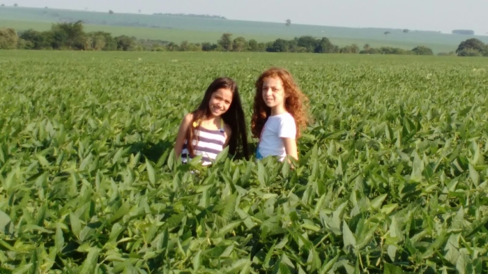 Imagem do dia - Lavoura de soja em Caarapó (MS). Enviado pelo produtor Adriani Pellegrin