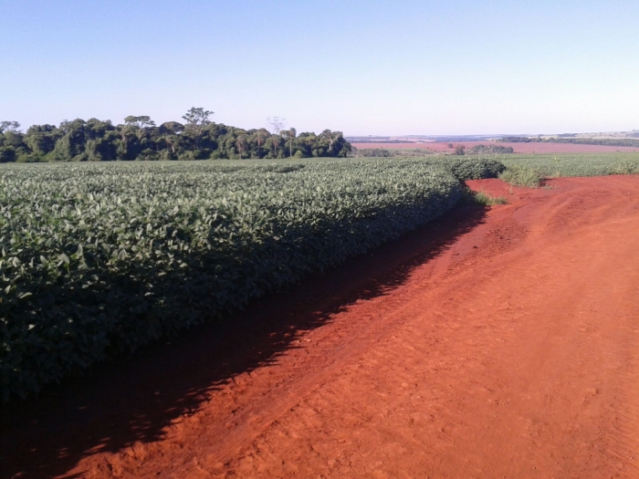 Imagem do dia - Lavoura de soja em Itaporã (MS), na Fazenda Santa Maria. Enviado por Alberto Maria Bento
