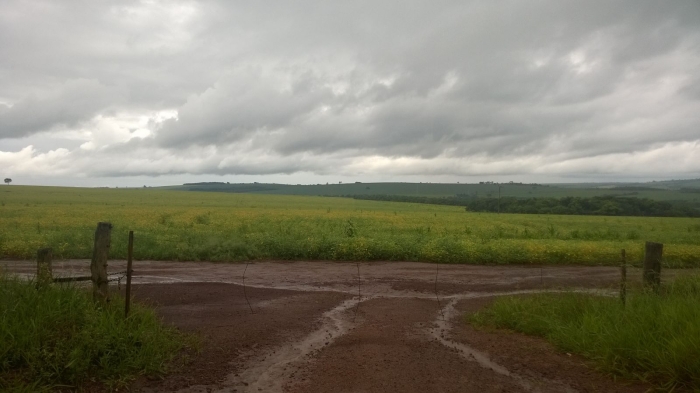 Imagem do dia - Lavoura de soja em Jataí (GO). Enviado pelo Engenheiro Agrônomo Hildo Antônio
