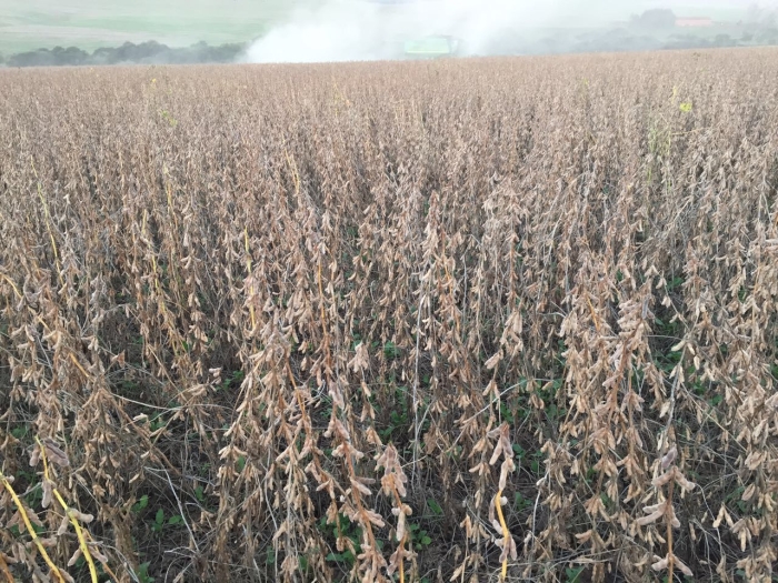 Imagem do dia - Lavoura de soja em Palmeira das Missões (RS). Enviado por Alexandre Van Ass