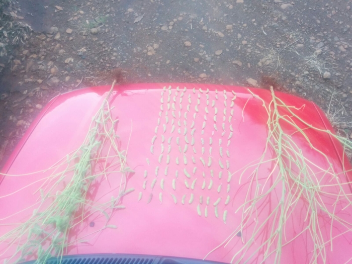 Imagem do dia - Soja em Chopinzinho (PR), do produtor Nilo Rossi. Enviado pelo Engenheiro Agrônomo Tiago Riedi Rossi