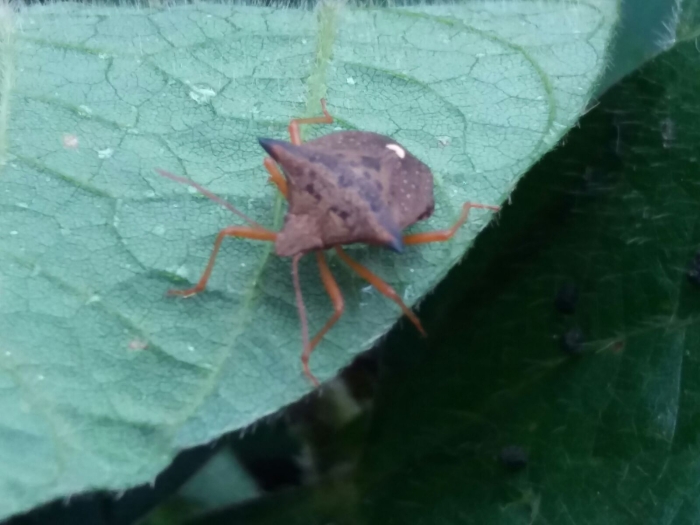 Imagem do dia - Infestação de percevejos na lavoura de soja em Araxá (MG), do produtor Luciano Centenaro. Enviada pelo Técnico Agrícola Marcos Aurélio