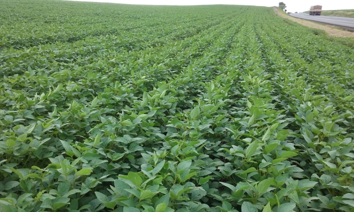 Imagem do dia - Lavoura de soja em Renascença (PR), do produtor André Davoglio. Enviado por Jonatan Tayllel