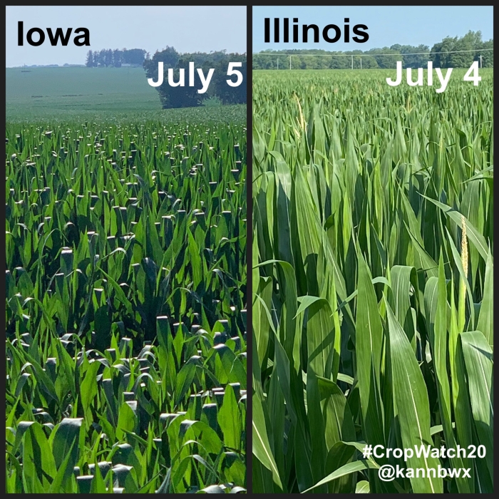 Lavouras de milho EUA - Karen Braun - Safra 2020/21