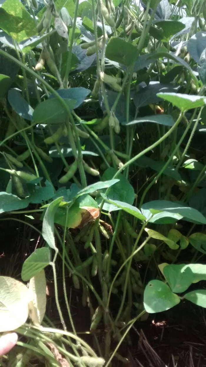 Imagem do dia -  Lavoura de soja em Campo Mourão (PR), do produtor Henderson Kivel