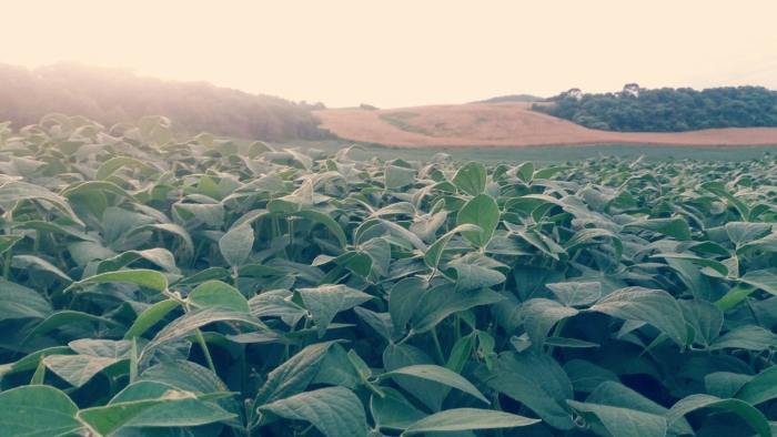 Imagem do dia - Lavoura de soja em Irani (SC)