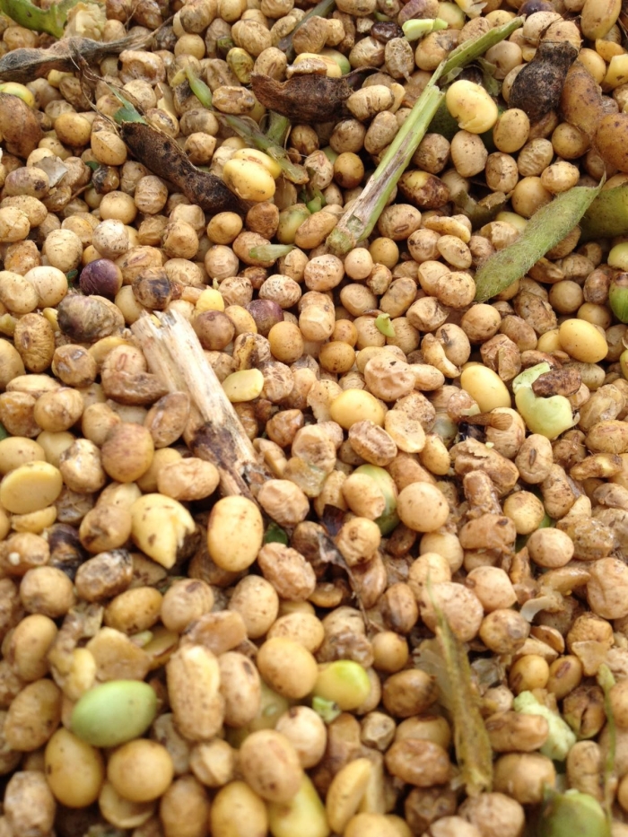 Imagem do dia - Soja em Maringá (PR). Enviado por Alexandre França