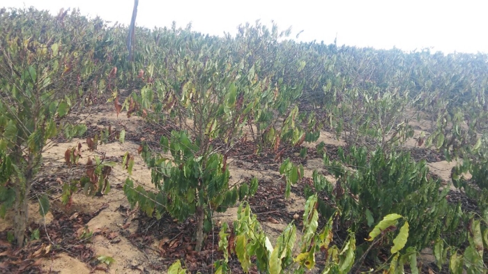 Lavoura de café conillon em Rio Bananal (ES). Envio do produtor Sérgio Nunes 2