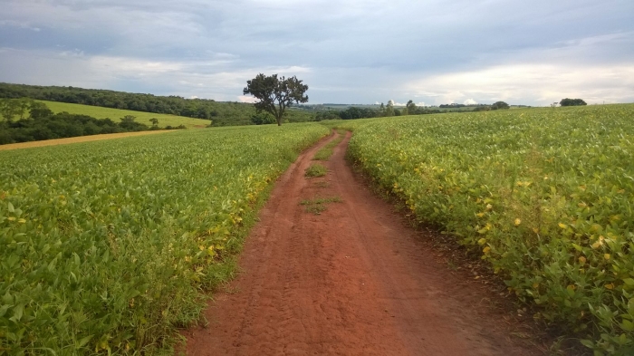 Imagem do dia - Lavoura de soja em Jataí (GO). Enviado pelo Engenheiro Agrônomo Hildo Antônio