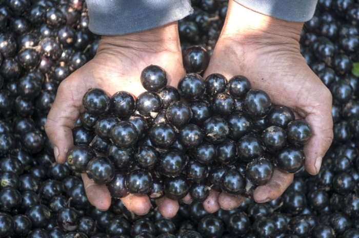 Jaboticaba