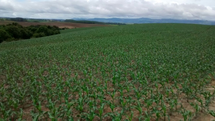 Imagem do dia - Lavoura de milho em Ibaiti (PR). Enviado pelo Técnico Agrícola Jeovani Serra