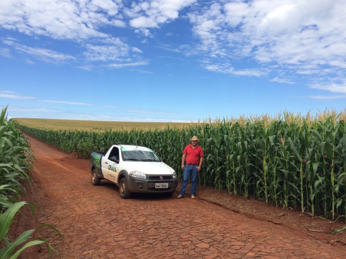 Imagem do dia - Lavoura de milho safrinha em Capanema (PR). Enviado por Rafael Minato