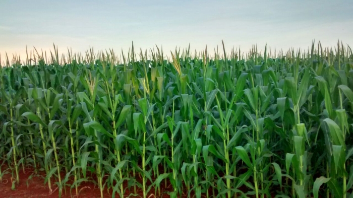 Imagem do dia - Lavoura de milho em Formosa do Oeste (PR). Enviado por Ronaldo José Furlaneto