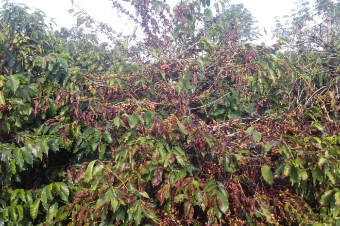 Imagem do dia - Cafezais na região de Dracena (SP), sentindo os efeitos da seca na região. Enviado por Toninho Vicentin