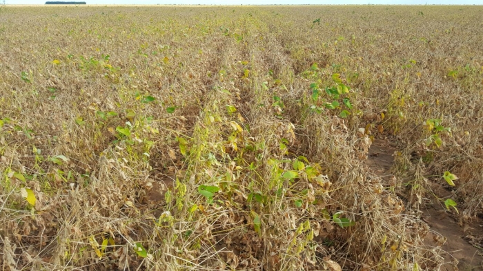 Imagem do dia - Lavoura de soja em Barreiras (BA), no dia 01/03/2016. Enviado pelo Engenheiro Agrônomo Rafael Damo