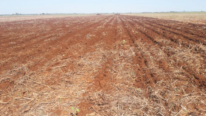 Imagem do dia - Plantio de milho em Sidrolândia (MS). Enviado por Éder Izaias Romeiro