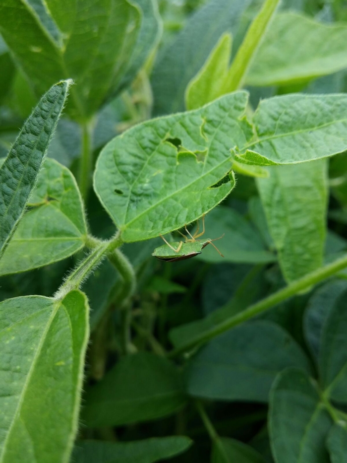 Imagem do dia - Proliferação de percevejo barriga verde em Planalto (PR)