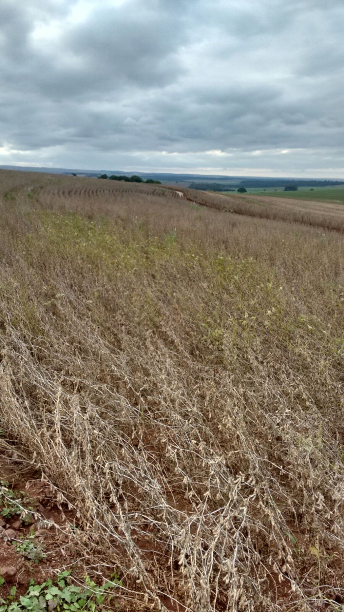 Imagem do dia - Lavoura de soja em Cambé (PR), sofrendo com excesso de chuvas