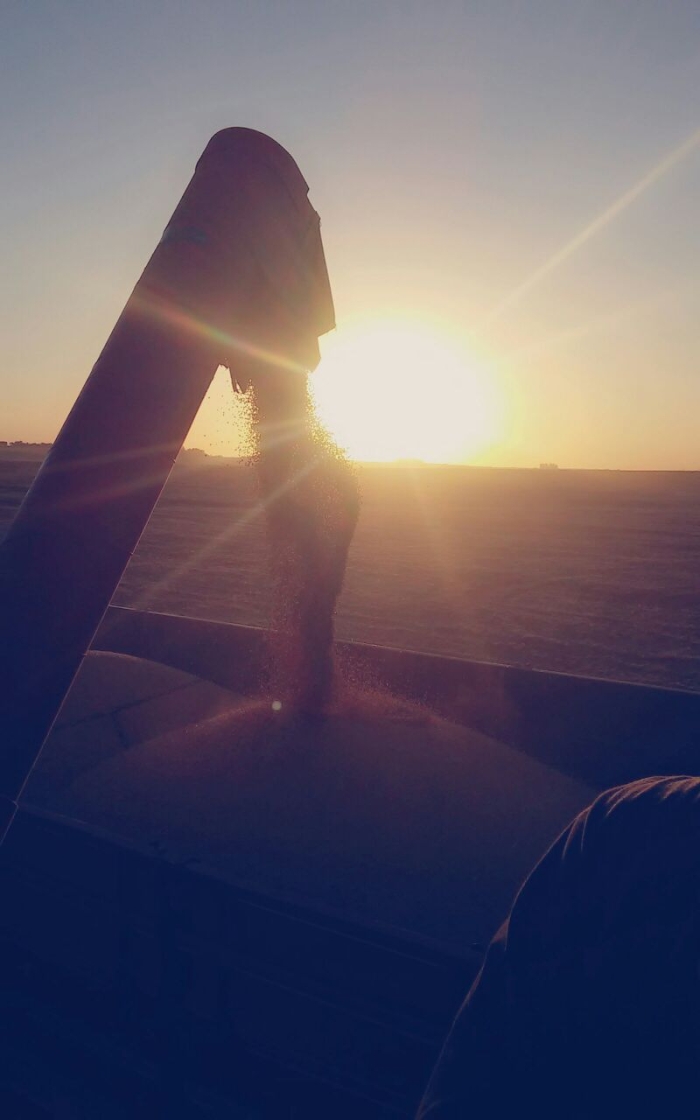 Imagem do dia - Colheita de soja em Cruz Alta (RS). Imagem enviada por Ricardo Becker