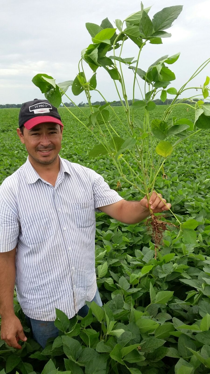 Imagem do dia - Lavoura de soja em Miguelópolis (SP),do produtor Jesse Fujinami. Enviado pelo Engenheiro Agrônomo André Suzuki