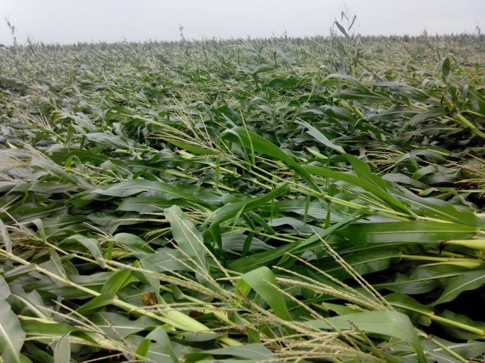 Imagem do dia - Lavoura de milho em Assis Chateaubriand (PR), do produtor Waldir Basseto. Estragos causados pela ventania do último final de semana