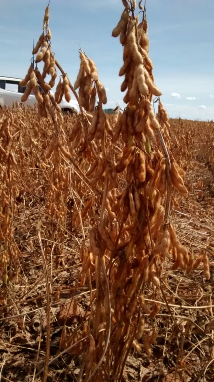 Imagem do dia - Lavoura de soja em São Desidério (BA), na Fazenda Dom Pedro, do produtor Jorge Luiz Pinto Saldanha