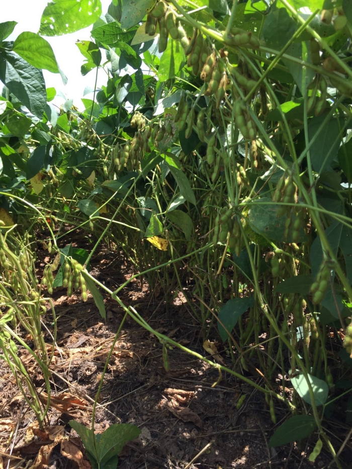 Imagem do dia - Lavoura de soja em Niquelândia (GO), do produtor Rogério Sousa Gonçalves