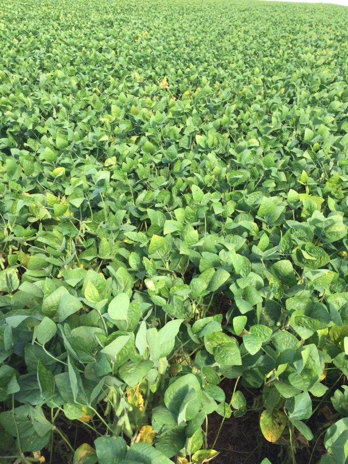 Imagem do dia - Lavoura de soja safrinha no Paraguai. Enviado por Valdemar