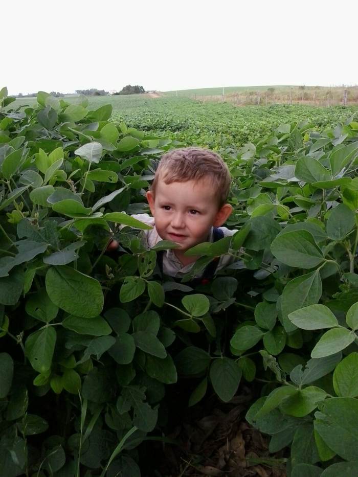 Imagem do dia - Luigi Borella Possobom na lavoura de soja em Jari (RS)