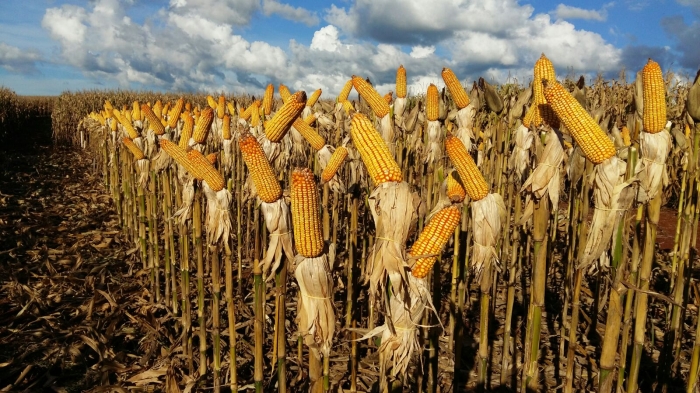 Imagem do dia -  Área demonstrativa de milho em Sarandi (RS)