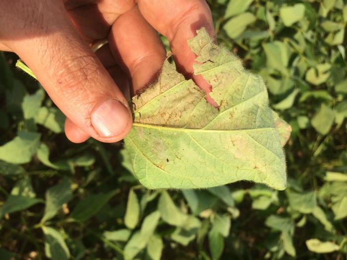 Imagem do dia - Lavoura de soja na região de Rosário (BA)