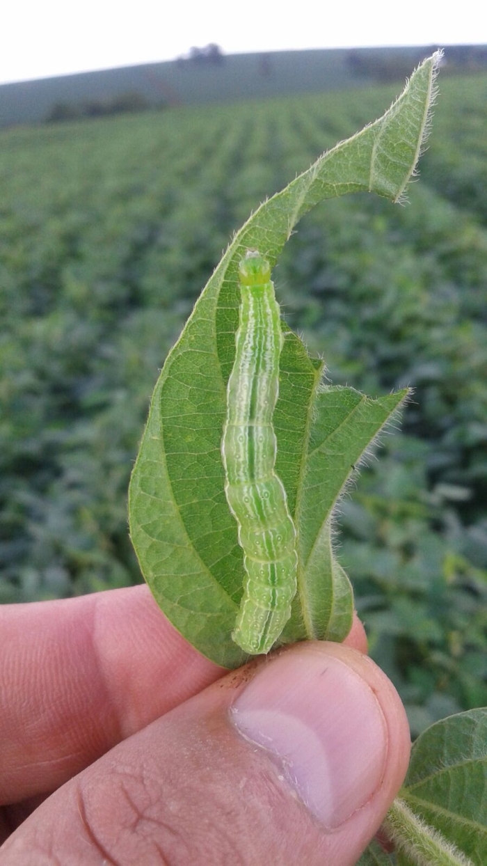 Imagem do dia - Lagarta falsa medideira na lavoura de soja em Nova Aurora (PR). Enviado pelo Técnico Agrícola David Clemente