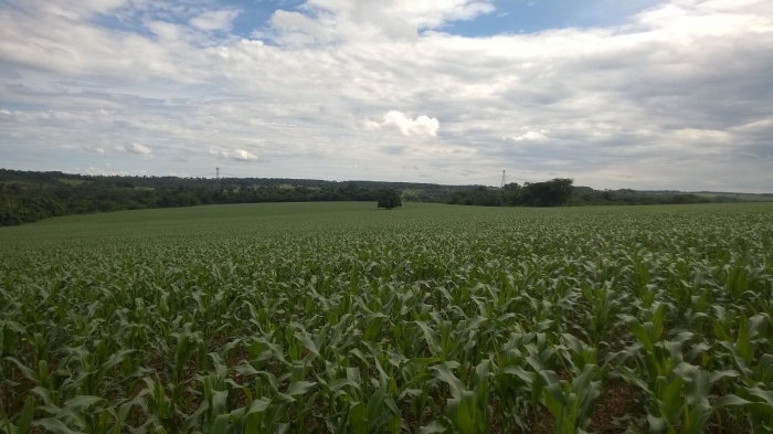 Imagem do dia - Lavoura de milho safrinha em Jataí (GO). Enviado pelo Engenheiro Agrônomo Hildo Antônio