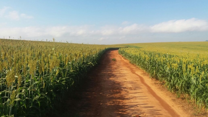Imagem do dia - Lavouras de sorgo em Fartura (SP), na Fazenda São Paulo, do produtor Márcio José Fiori